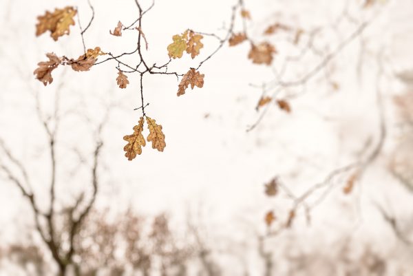 Dreamy Oak Leaves 2