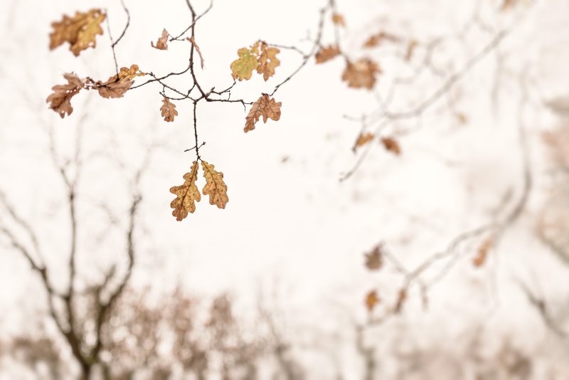 Dreamy Oak Leaves 2 — Ltd Ed Print