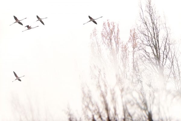 Flamingos In Flight