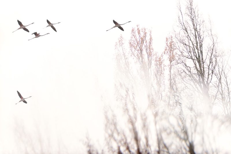 Flamingos in Flight — Ltd Ed Print