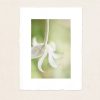 Flannel Flower Mockups10