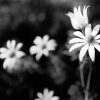 Flannel Flower Shadows L6