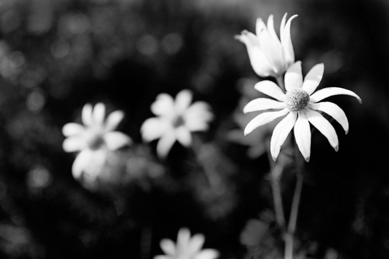 Flannel Flower Shadows 6 — Ltd Ed Print