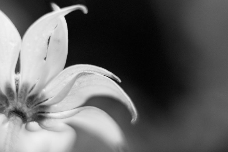 Flannel Flower Shadows 9 — Ltd Ed Print