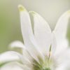 Flannel Flower Study Green Portrait 2