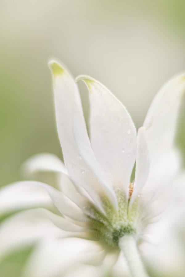 Flannel Flower Study Green Portrait 2