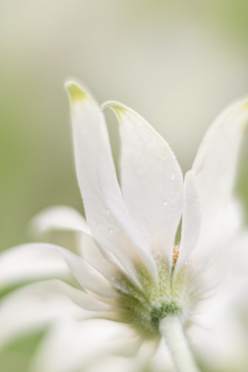 Flannel Flower Study – Green Portrait 2 — Ltd Ed Print