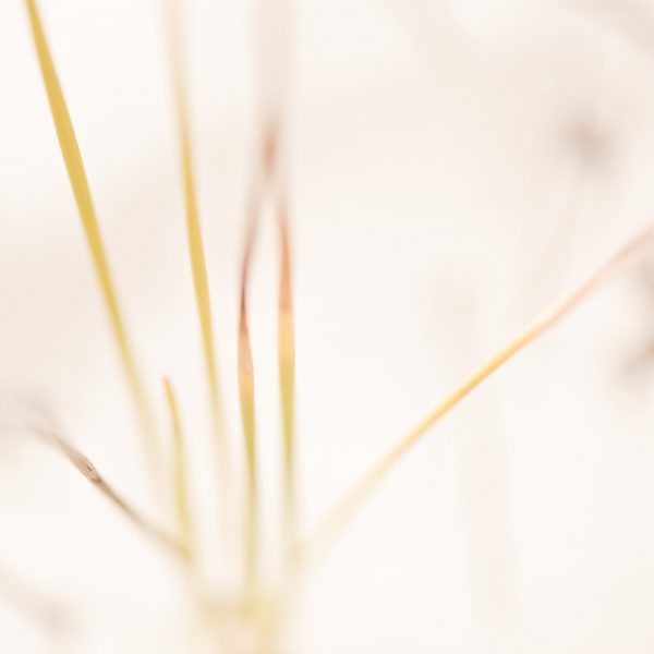 Hinterland Grasses Detail