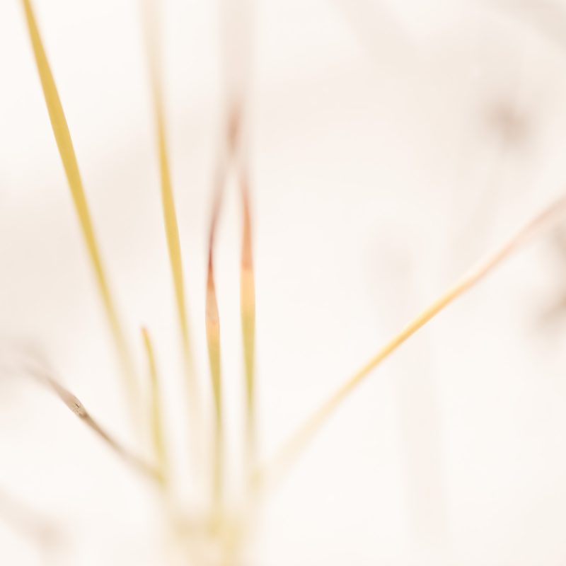 Hinterland Grasses Detail — Ltd Ed Print