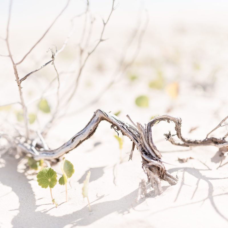 Hinterland Branch Calligraphy — Ltd Ed Print