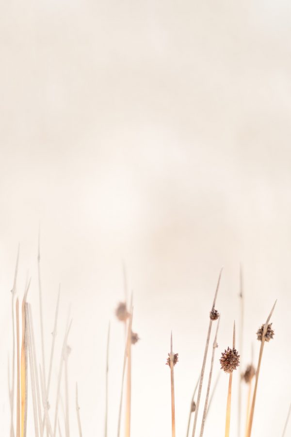 Hinterland Reeds 1