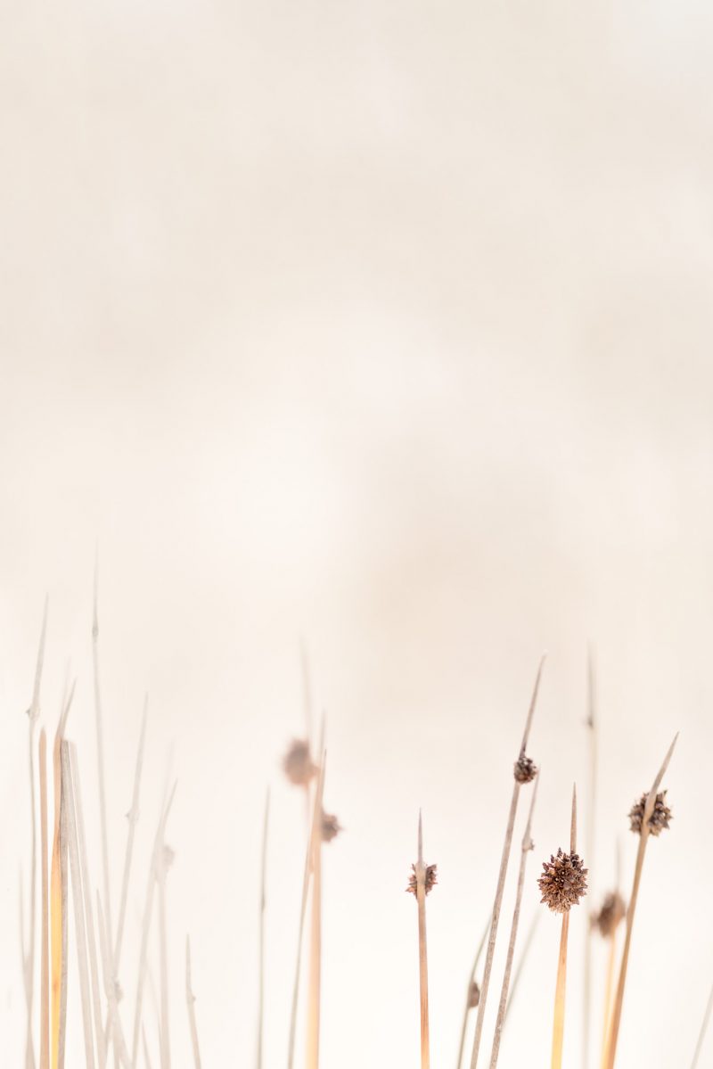 Hinterland Reeds 1 — Ltd Ed Print