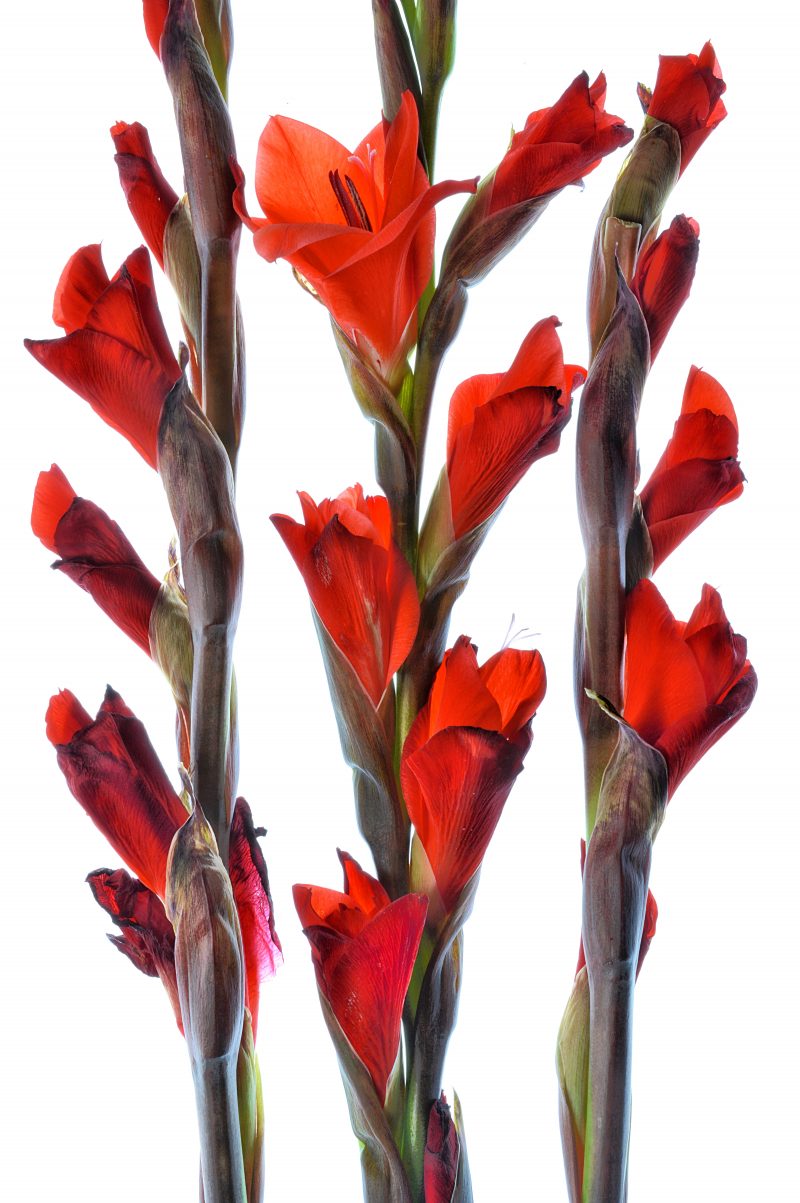 Red Gladiolus