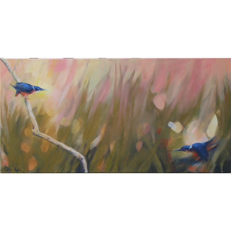 Kingfishers Tentative Moment  – Azure Kingfishers