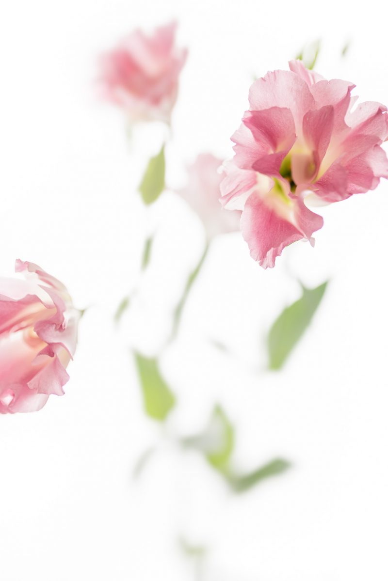 Lisianthus Friendship — Ltd Ed Print