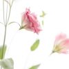 Pink Lisianthus Joy