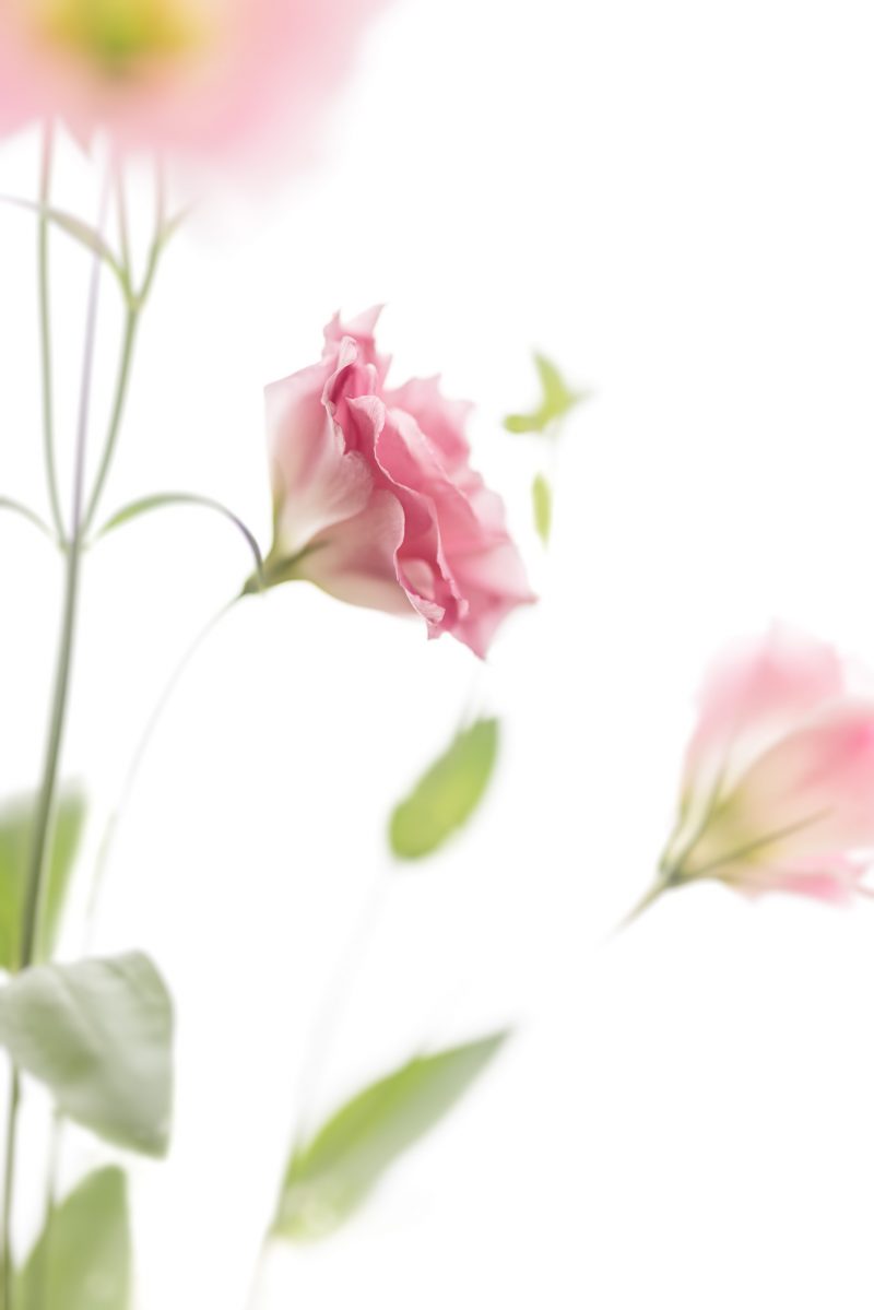 Pink Lisianthus Joy — Ltd Ed Print