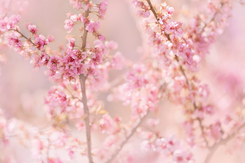Pink Spring Blossoms — Ltd Ed Print