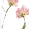 Pink Lisianthus Portraits 1