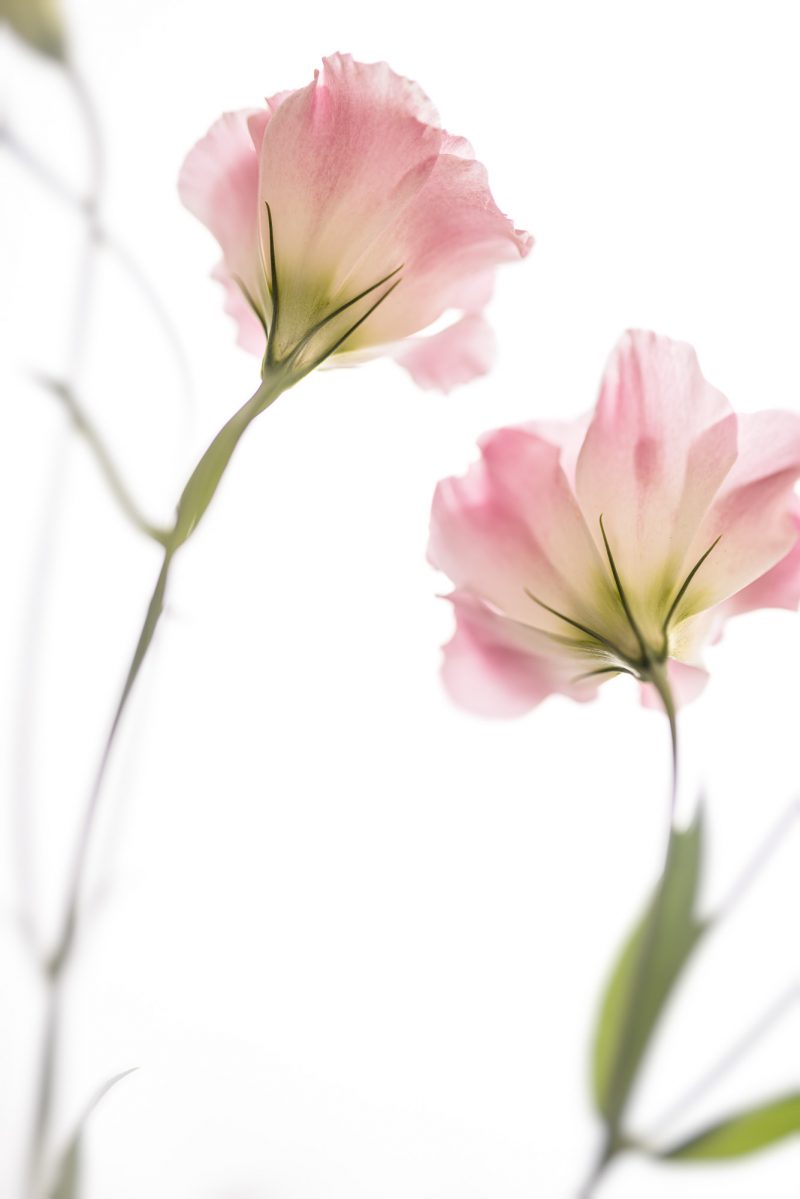 Pink Lisianthus Portrait 1 — Ltd Ed Print