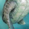Sea Turtle Art Petra Meikle De Vlas10