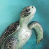 Sea Turtle Art Petra Meikle De Vlas5