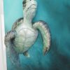 Sea Turtle Art Petra Meikle De Vlas8