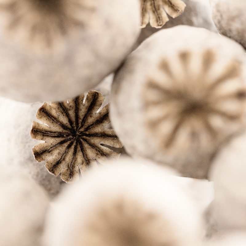 The Shy One — Ltd Ed Print