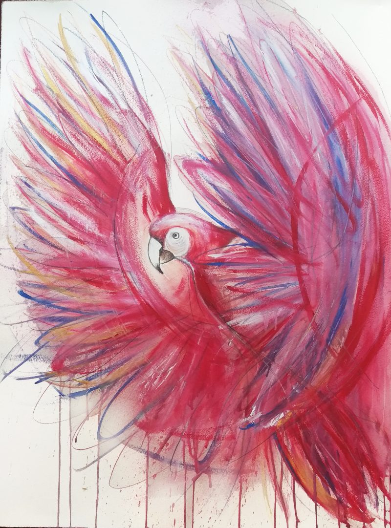 Flight of the Red Macaw