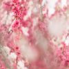 Veils Of Blossoms 2