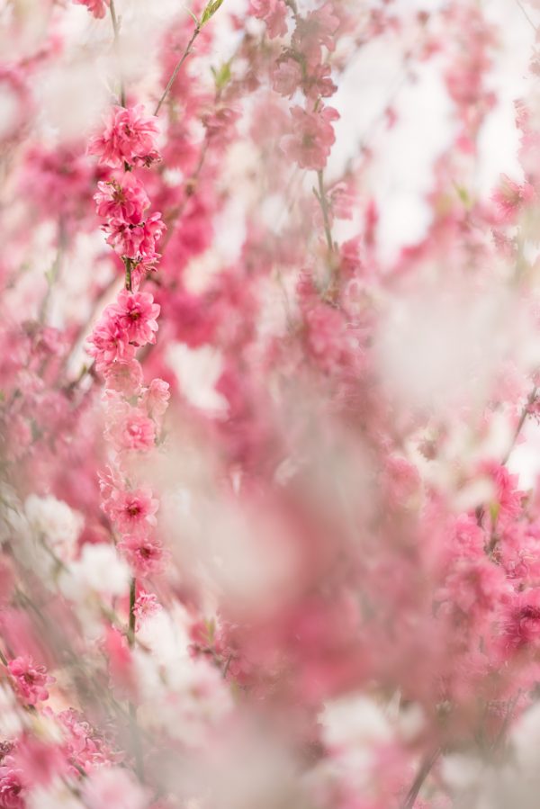 Veils Of Blossoms 2