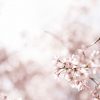 Weeping Cherry Blossom Landscape 3