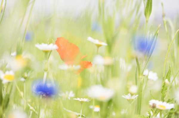 Bernadette Meyers Painted Wildflower Meadow. Limited Editiion Fi