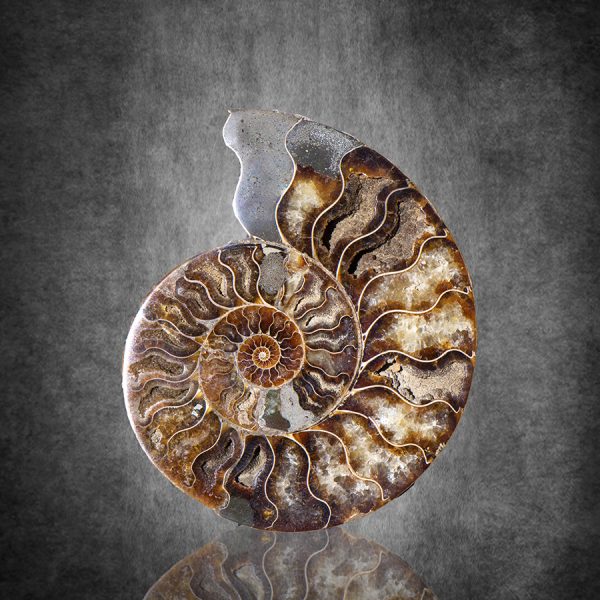 Ammonite938absquare