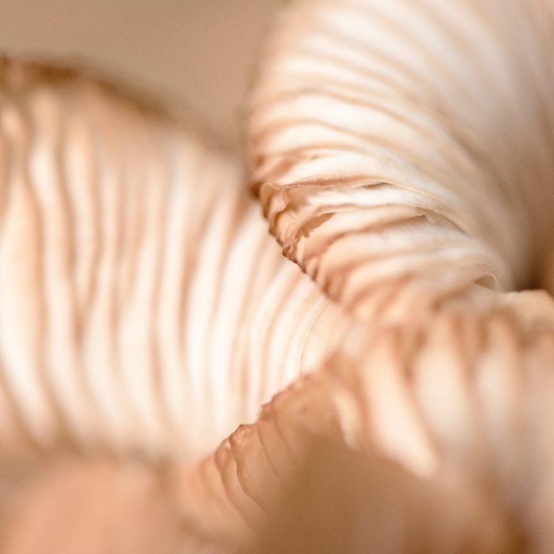 Autumn Fungi Study 1 — Ltd Ed Print