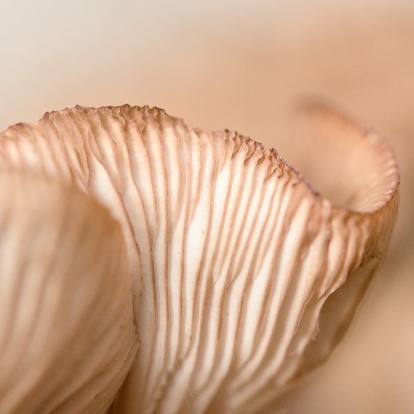 Autumn Fungi Study 2