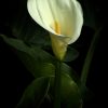 Calla Lily 9x6artlovers
