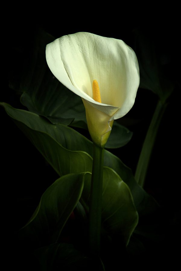 Calla Lily 9x6artlovers