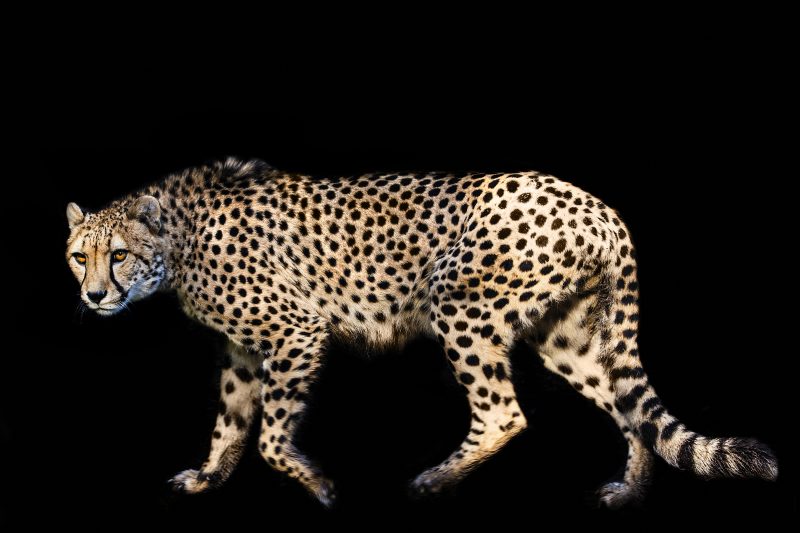 Cheetah