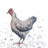French Hen Leni Kae Watercolour Art