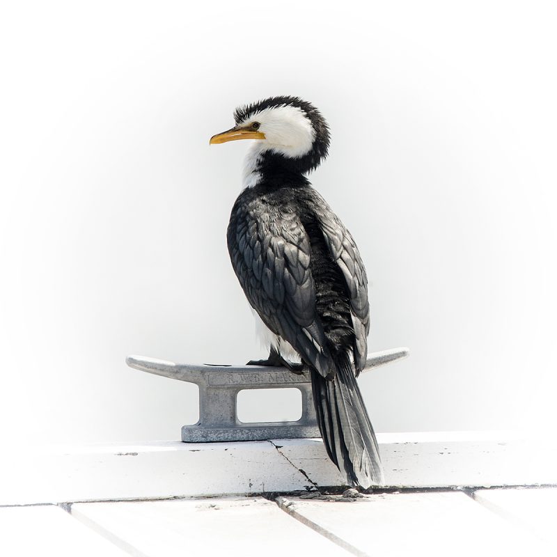Cormorant