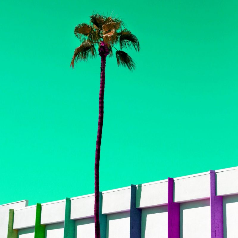 Palm Springs Palms Stripes 800x800 (2)