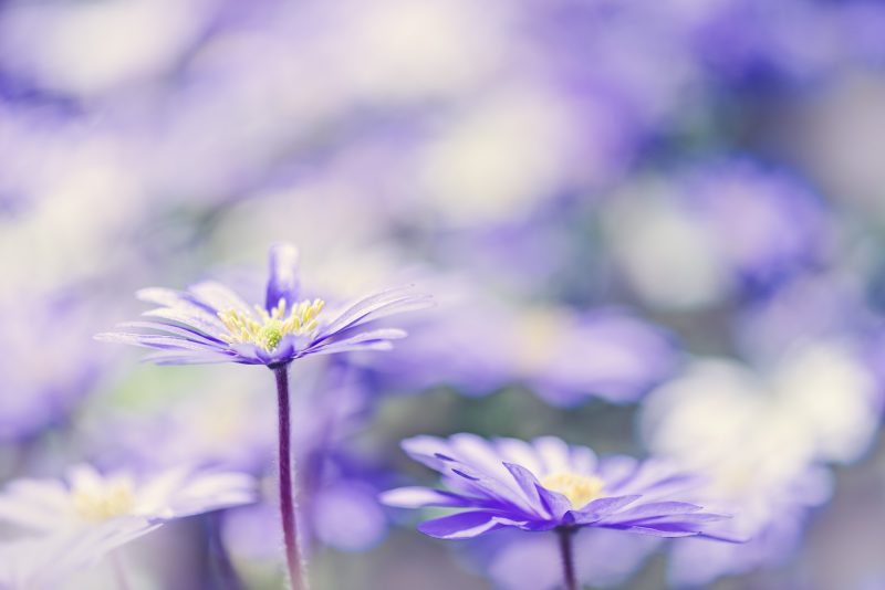 Mauve Daisies — Ltd Ed Print