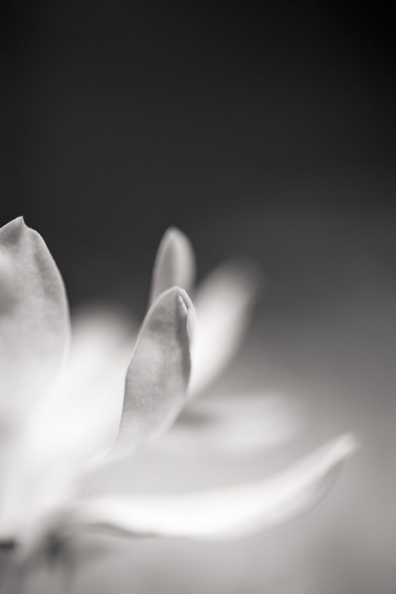 Gentle Magnolia — Ltd Ed Print