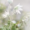White Flannel Flower Dance P3