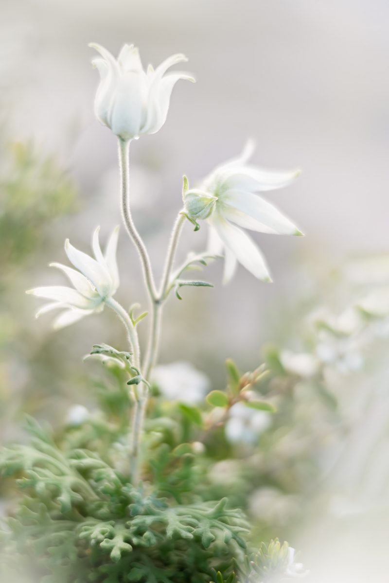 White Flannel Flower Dance — Ltd Ed Print