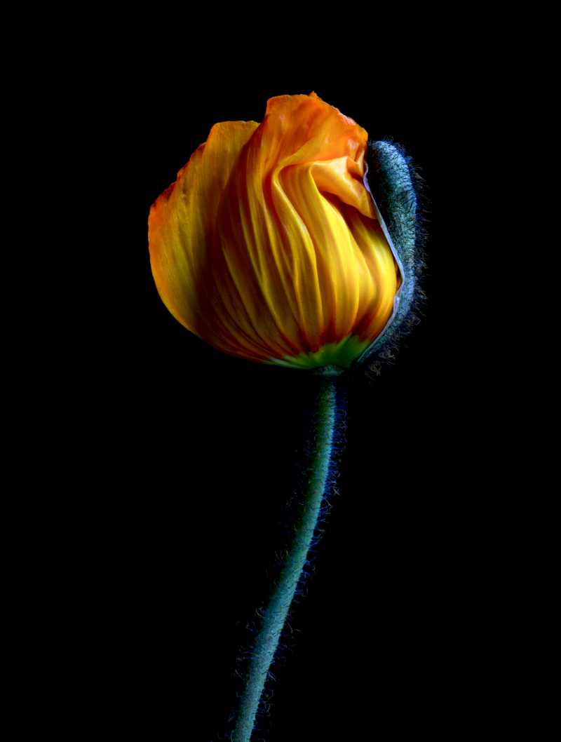 Yellow Poppy Bud