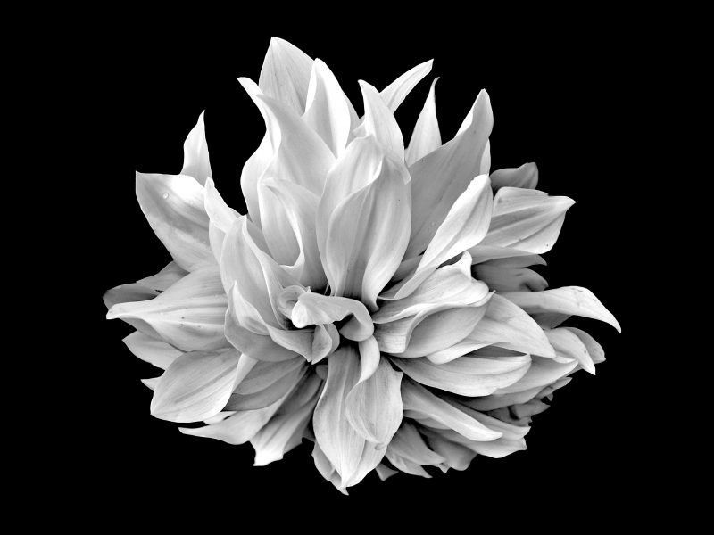 Black And White Dahlia