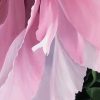 Blushing Peony Detail 4