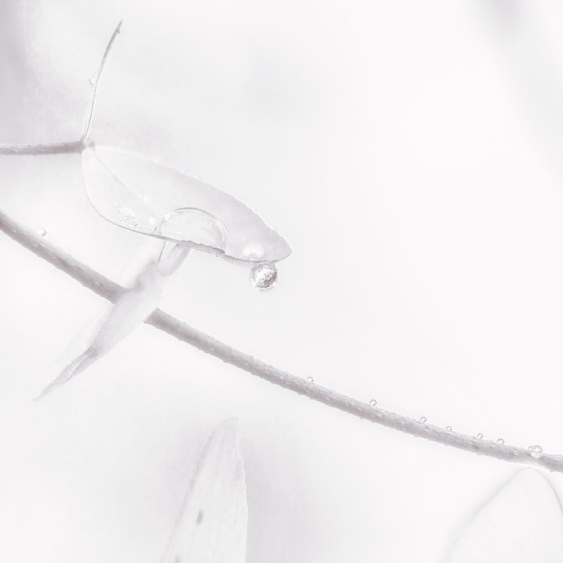 Dawn — Ltd Ed Print